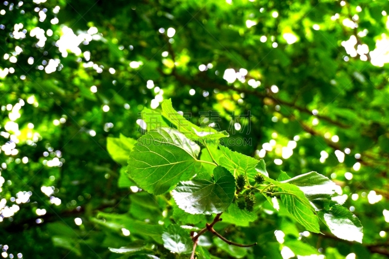 桑椹,水果,绿色,桑叶,桑树,蚕,姿态优美,水平画幅,枝繁叶茂,素食