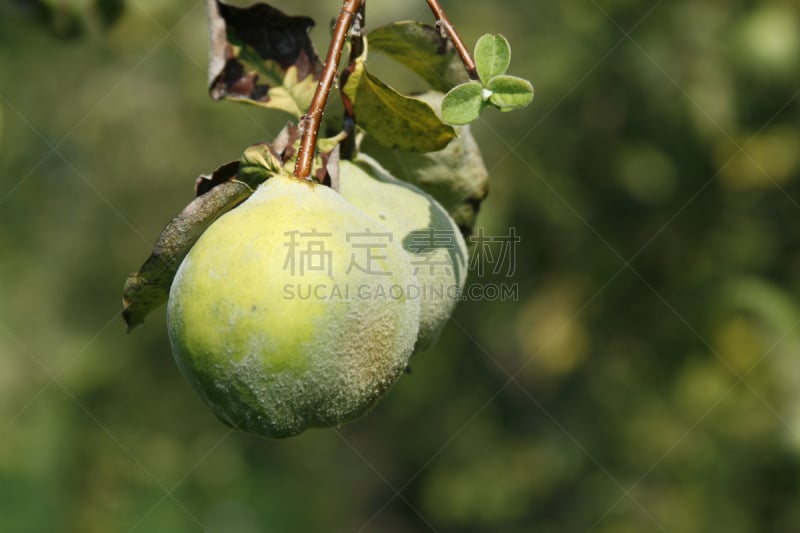 anjou pear,水平画幅,梨,水果,有机食品,有机农庄,农作物,梨树,苹果,农场