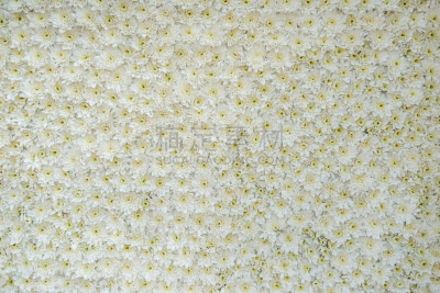 户外,白色,雏菊,背景,接力赛,纹理效果,美,水平画幅,美人,夏天