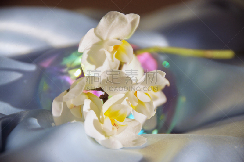 兰花,幸福,了如指掌,美,宁静,水平画幅,可爱的,曝光过度,快乐,色彩鲜艳