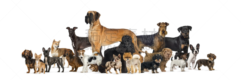 狗,白色背景,影棚拍摄,大群动物,杰克拉瑟短腿犬,褐色,水平画幅,注视镜头,无人,不看镜头