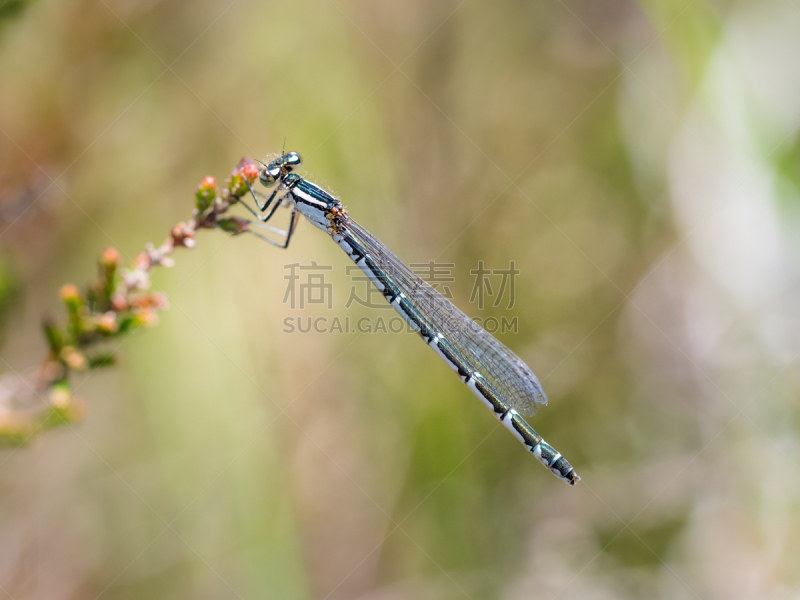 心斑绿蟌,石南花,蓝豆娘,悬挂的,雌性动物,窄翅蜻蛉,水平画幅,无人,蓝色,节肢动物