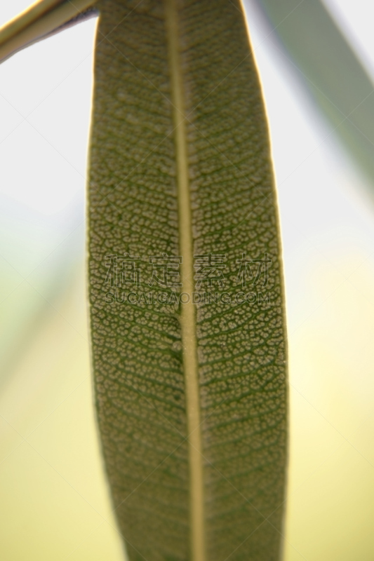 叶子,大特写,中脉,表皮,叶表皮,杜鹃花属,自然,有机食品,垂直画幅,图像
