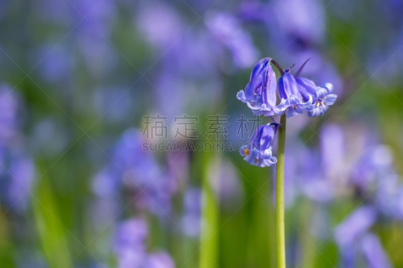 野风信子,特写,大量物体,萨里市,留白,水平画幅,无人,蓝色,紫色,英国