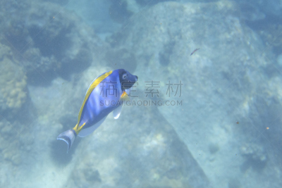 blue tang fish,粉末状雪,摩尔人风格,水平画幅,水肺潜水,沙子,无人,水下,礁石,海滩