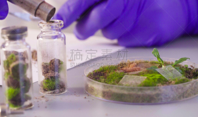 手,科学家,皮氏培养皿,医学样本,安全护栏,水平画幅,微生物学,生物学家,苔藓,泥土