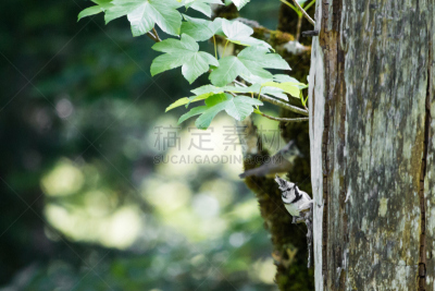 黄雀,crested tit,鸟食盆,家麻雀,山雀,自然,水,水平画幅,无人,鸟类