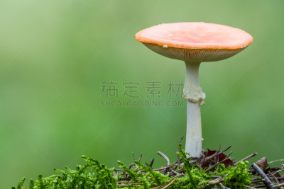 毒蝇菇,自然,水平画幅,孢子,小的,生物,无人,有毒生物体,苔藓,斑点