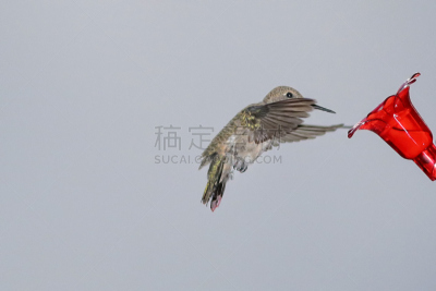 黑颏蜂鸟,红色,雌性动物,两翼昆虫,天空,美国,水平画幅,小的,无人,蓝色