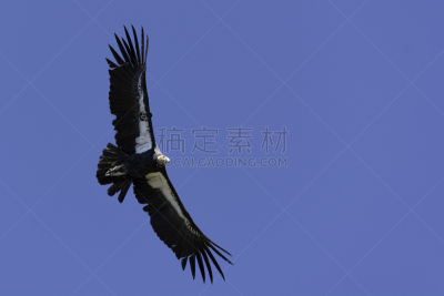 秃鹰,加利福尼亚兀鹫,洛佩特斯国家森林公园,大苏尔,国家森林公园,天空,蒙特利半岛,蒙特利,公园,食肉鸟