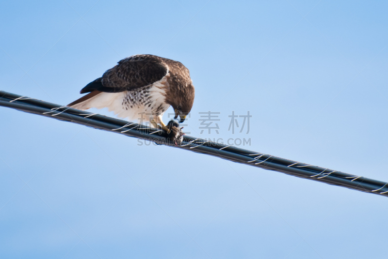 捕捞鱼,红尾鹰,自然,褐色,野生动物,早餐,食肉鸟,水平画幅,鸟类,野外动物