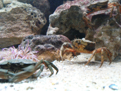 深的,海洋,石蟹,大螯虾,螃蟹,水平画幅,无人,水生动植物,甲壳动物,节肢动物