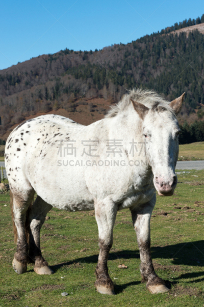 马,牧场,斑点,山,垂直画幅,美,母马,动物身体部位,户外,草