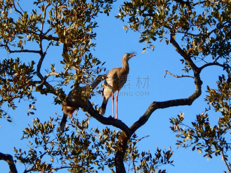 叫鹤,红腿叫鹤,灌木丛,自然,天空,水平画幅,无人,蓝色,鸟类,两只动物