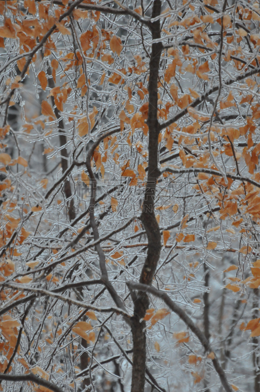 派克大街,水平画幅,无人,冰雪风暴,冰柱,特写,步行,摄影