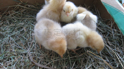 小的,鸡,水平画幅,可爱的,家畜,无人,鸟类,鸡笼,小鸟,毛绒绒
