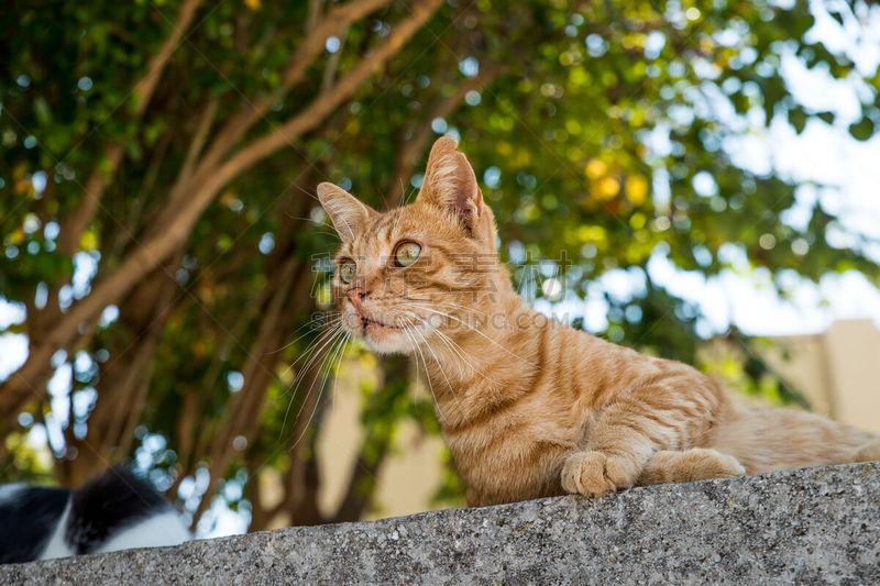 可爱的,橙色,好奇心,户外,斑纹猫,看,罗德岛,野生动物,肖像,希腊