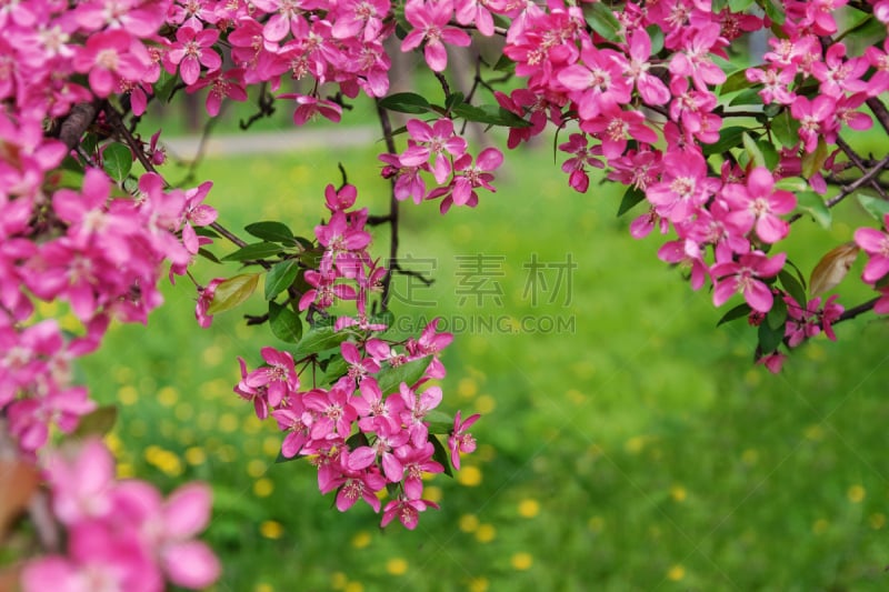 苹果树,公园,天堂,粉色,背景,草,多汁的,自然美,树,花