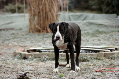 狗,进行中,冬天,斗牛犬,地形,可爱的,寒冷,纯种犬,肖像,雪