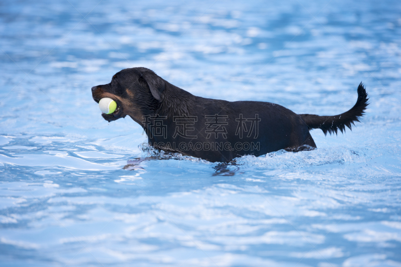 罗威纳犬,游泳池,狗,网球,湿透,水,纯种犬,水平画幅,蓝色,湿