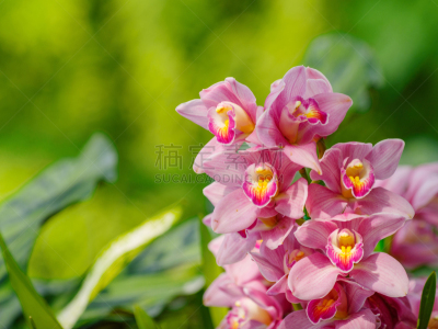 兰花,粉色,园林,三色紫罗兰,蕙兰属,干花,美,水平画幅,无人,户外