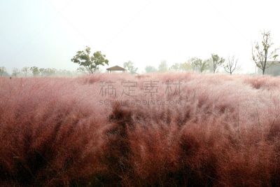草,粉色,环境,公园,韩国,乱子草属,朝鲜半岛,植物,背景,户外