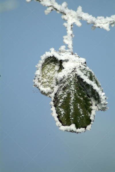 垂直画幅,寒冷,冬天,雪,无人,库克斯港,2015年,户外,叶子,摄影