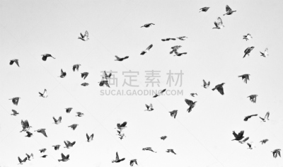 鸟类,动物群,水平画幅,匈牙利,背景分离,在上面,摄影,飞