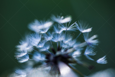 蒲公英,特写,水,天空,美,水平画幅,无人,夏天,户外,植物