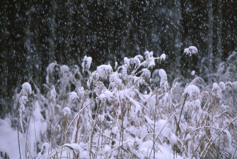 雪,田地,冬天,京北町,片山,芒草,自然,京都府,草地,水平画幅