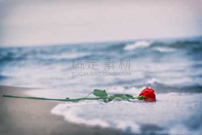 海滩,红色,波浪,玫瑰,,悲痛,外遇,关系破裂,水,水平画幅