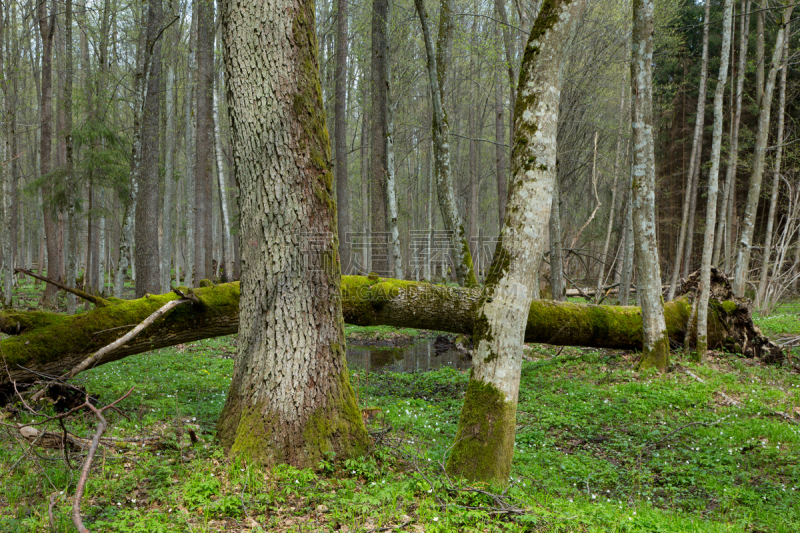 清新,春天,bialowieza forest,比阿洛维察,桤树,水平画幅,无人,古老的,户外,树林