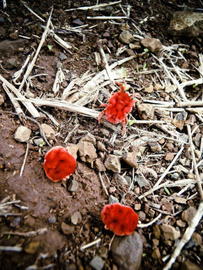 红色天鹅绒螨,垂直画幅,红色,无人,节肢动物,螨,要塞,季候风,马哈拉施特拉邦,昆虫