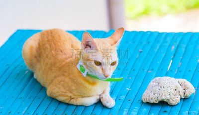 长椅,户外,猫,衣领,绿色,家畜,红色,蓝色,宠物,摄影