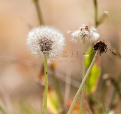 蒲公英,自然,哈萨克斯坦,白昼,两翼昆虫,图像,日光,草,茎,羽量级选手