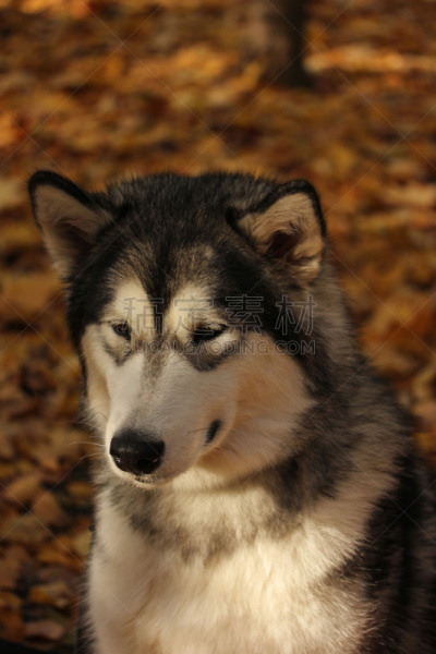 纯种犬,秋天,阿拉斯加雪橇犬,背景,巨大的,森林,狗,橙色,叶子