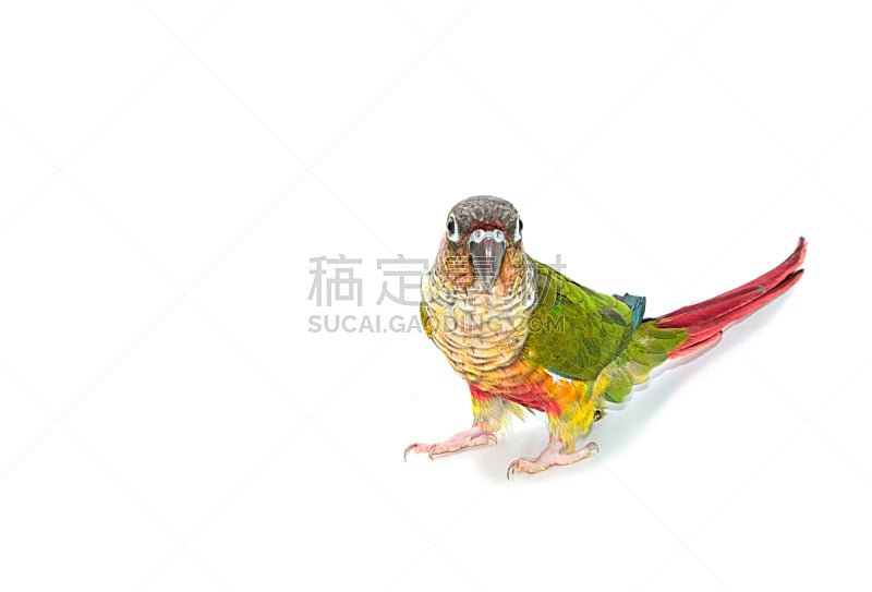 锥尾鹦鹉,绿色,鸟类,白色背景,自然,美,留白,水平画幅,橙色,小的