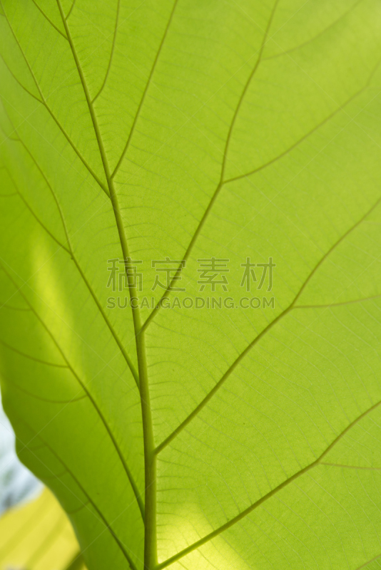 绿色,叶子,叶脉,细胞分裂,叶表皮,叶绿素,光合作用,静脉,垂直画幅,枝繁叶茂