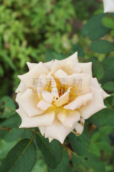 yellow damask rose flower