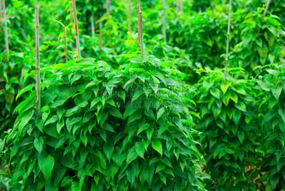 山药,农作物,水平画幅,枝繁叶茂,无人,户外,特写,田地,植物,彩色图片