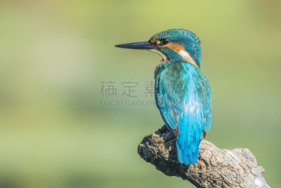 翠鸟,自然,褐色,野生动物,水平画幅,小的,无人,蓝色,鸟类,观鸟