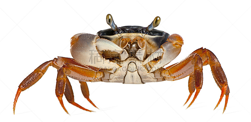 螃蟹,白色背景,前面,正面视角,水平画幅,注视镜头,无人,海产,动物主题,白色