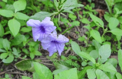 花头,紫色,早晨,豆荚,风疹病毒,石南花标志,法式袖口,神经根,科林斯式,矮牵牛花