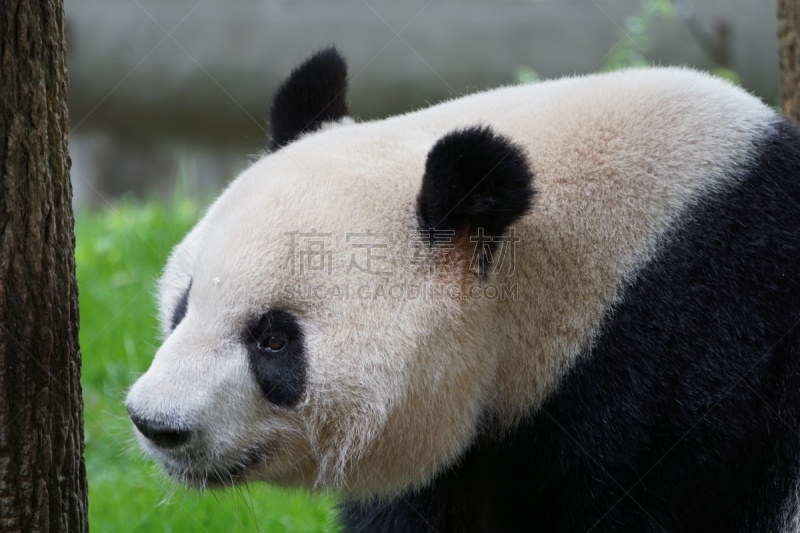 饥饿的,熊猫,可爱的,濒危物种,食品,野生动物,哺乳纲,生物,动物,中国