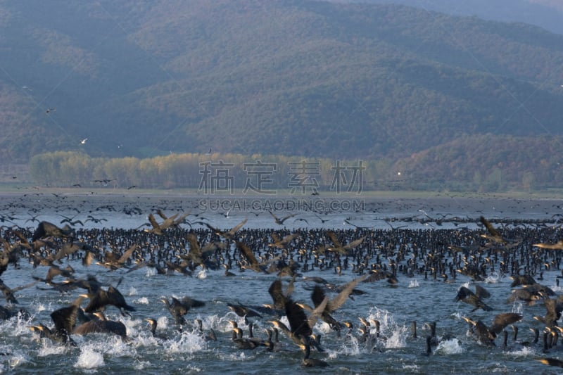 机敏,两翼昆虫,自然,水,天空,水平画幅,地形,无人,鸟类,野外动物