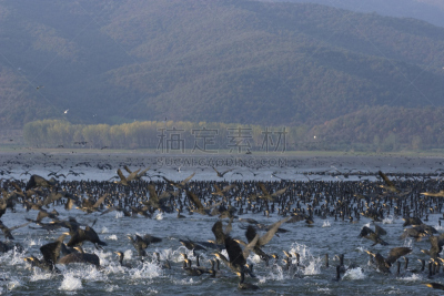 机敏,两翼昆虫,自然,水,天空,水平画幅,地形,无人,鸟类,野外动物