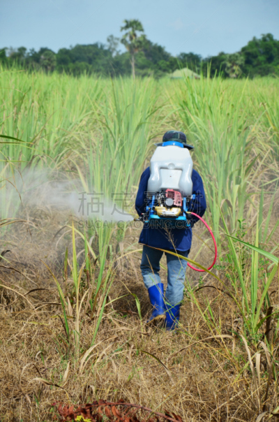 甘蔗,除草剂,农民,田地,垂直画幅,农业机器,夏天,户外,喷,生长
