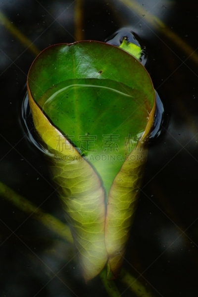 白兰地酒瓶睡莲,正面视角,水,富营养化水体,椭圆形,水生植物,芳香的,水平画幅,高视角,无人