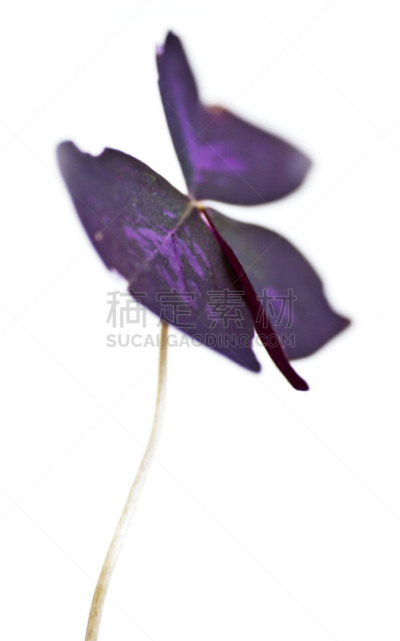Oxalis - Sauerkleegewächs