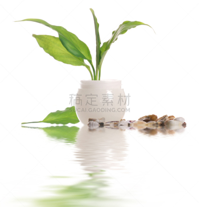 化妆用品,米色,抗衰老,垂直画幅,美,spa美容,健康,润肤露,白色,植物